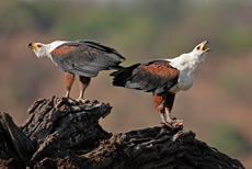 Schreiseeadler